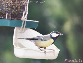 Japanese Tit スイス Fri, 4/6/2018