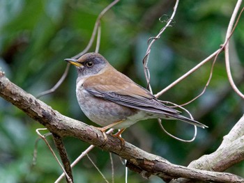 Tue, 2/14/2023 Birding report at 横浜市立金沢自然公園