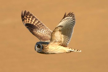 Short-eared Owl 江戸川 Unknown Date