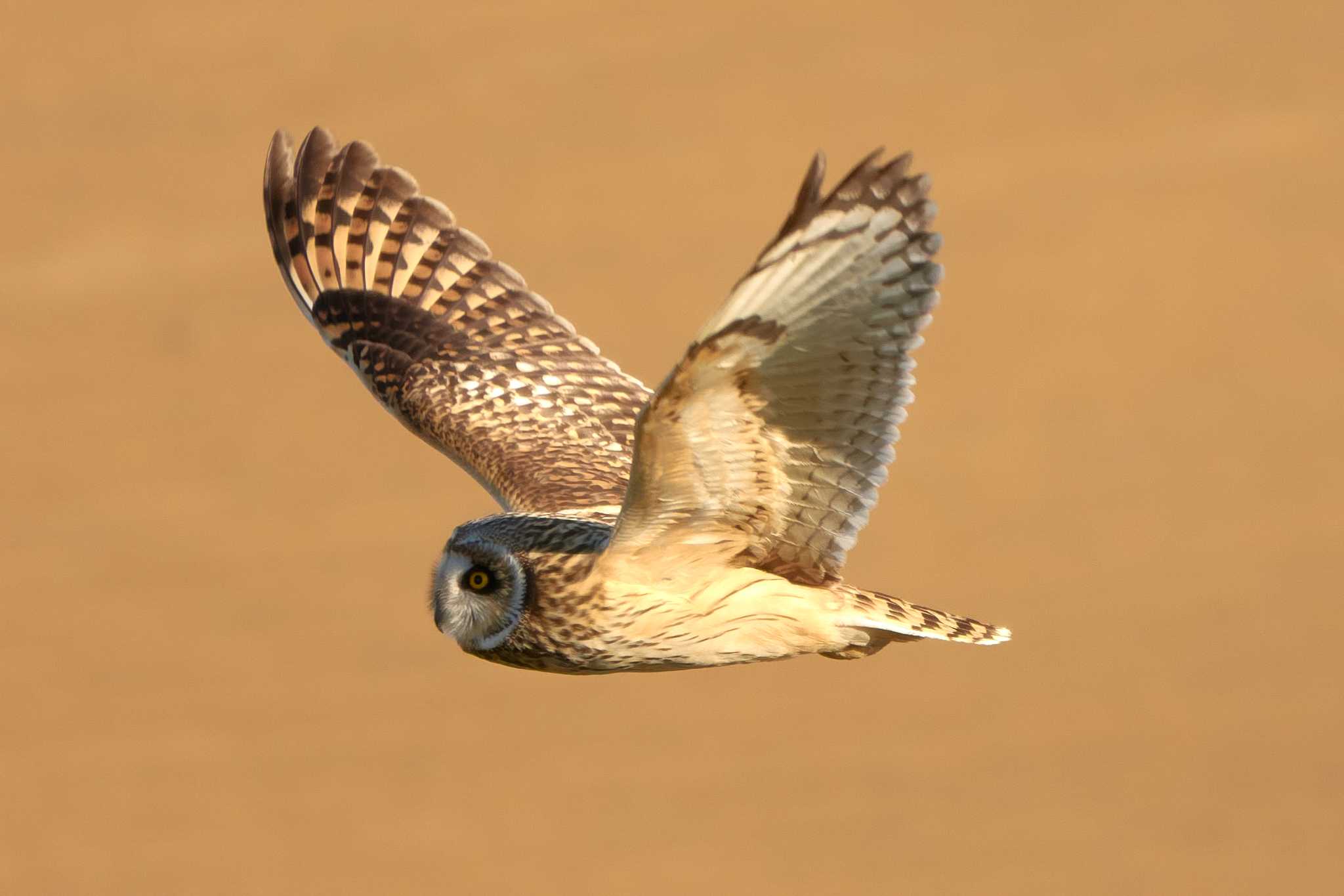 江戸川 コミミズクの写真