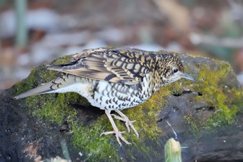 White's Thrush Akigase Park Sat, 2/11/2023