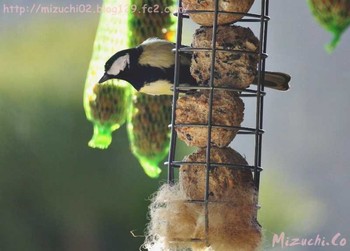 Japanese Tit スイス Fri, 4/6/2018