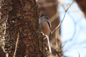 Long-tailed Tit 東京都北区 Sun, 2/12/2023