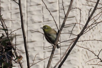 Warbling White-eye 東京都北区 Sun, 2/12/2023