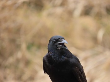 Carrion Crow 多摩川 Sun, 2/12/2023