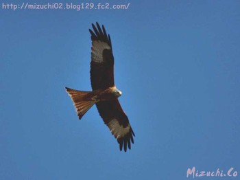 Red Kite スイス Fri, 4/6/2018