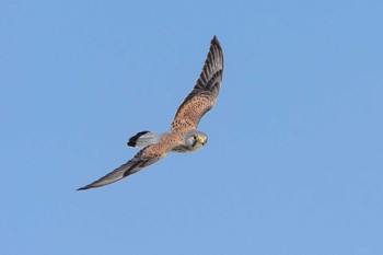 Common Kestrel 安曇野市 Unknown Date