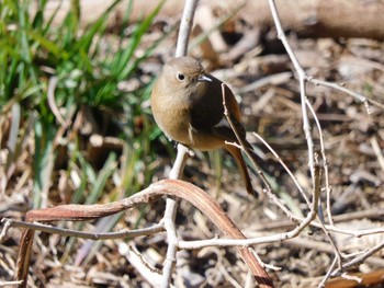 2023年2月14日(火) 芝川第一調節池(芝川貯水池)の野鳥観察記録