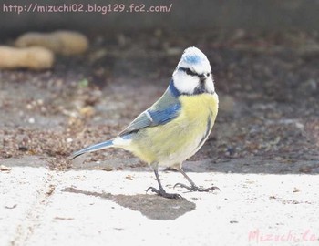 Eurasian Blue Tit スイス Fri, 4/6/2018