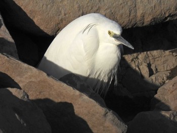 Little Egret 苧ヶ瀬池 Tue, 2/14/2023