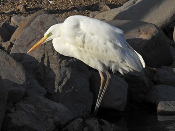 Great Egret 苧ヶ瀬池 Tue, 2/14/2023