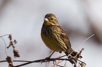 アオジ 秋ヶ瀬公園 2023年2月11日(土)