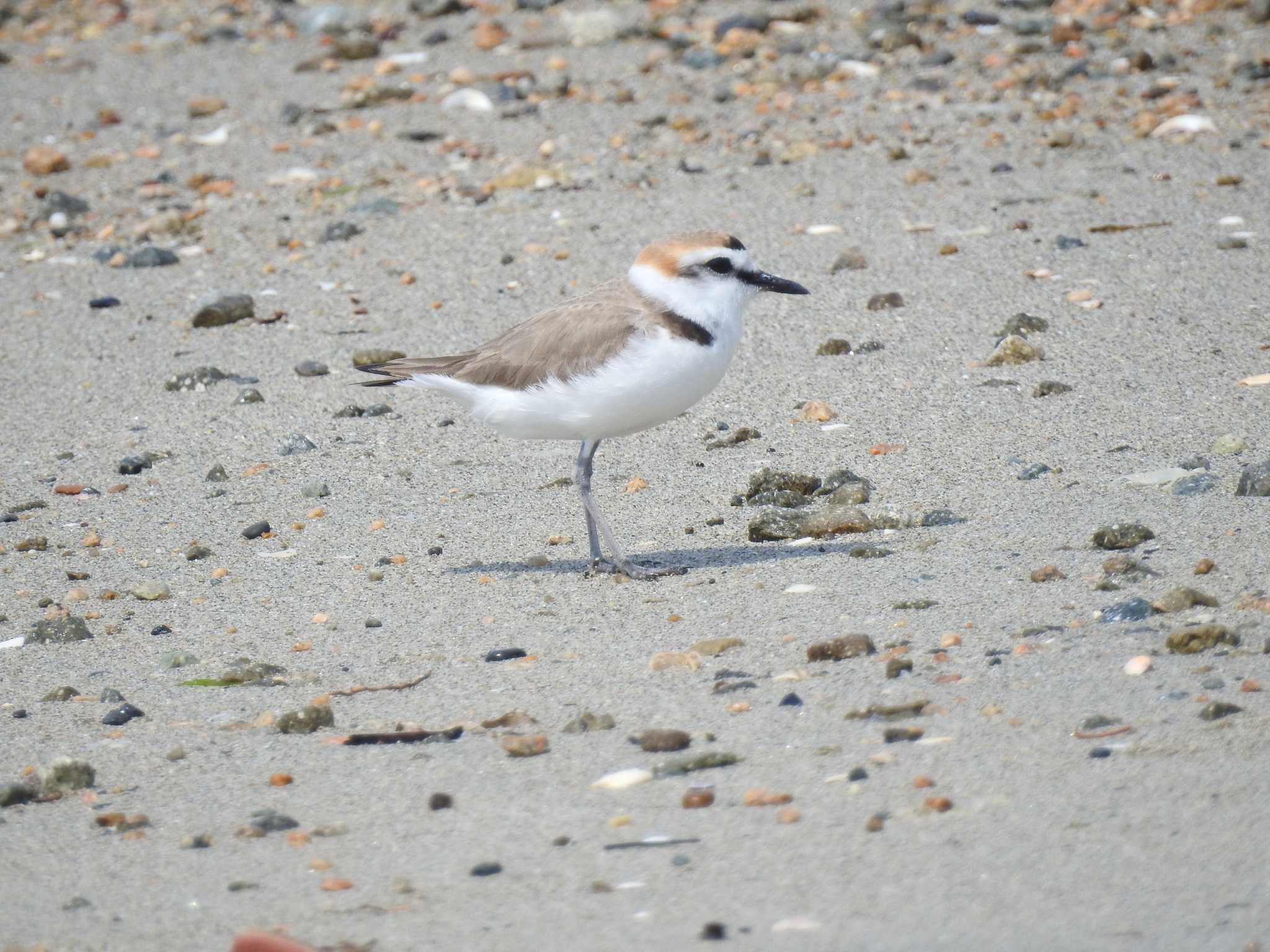 Photo of Kentish Plover at 兵庫県明石市 by 禽好き
