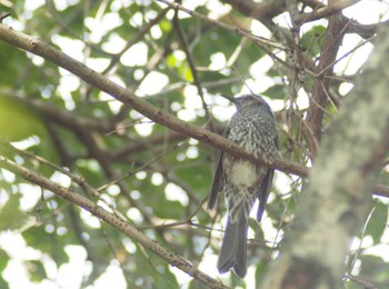 Brown-eared Bulbul 五月山公園 Sun, 2/12/2023