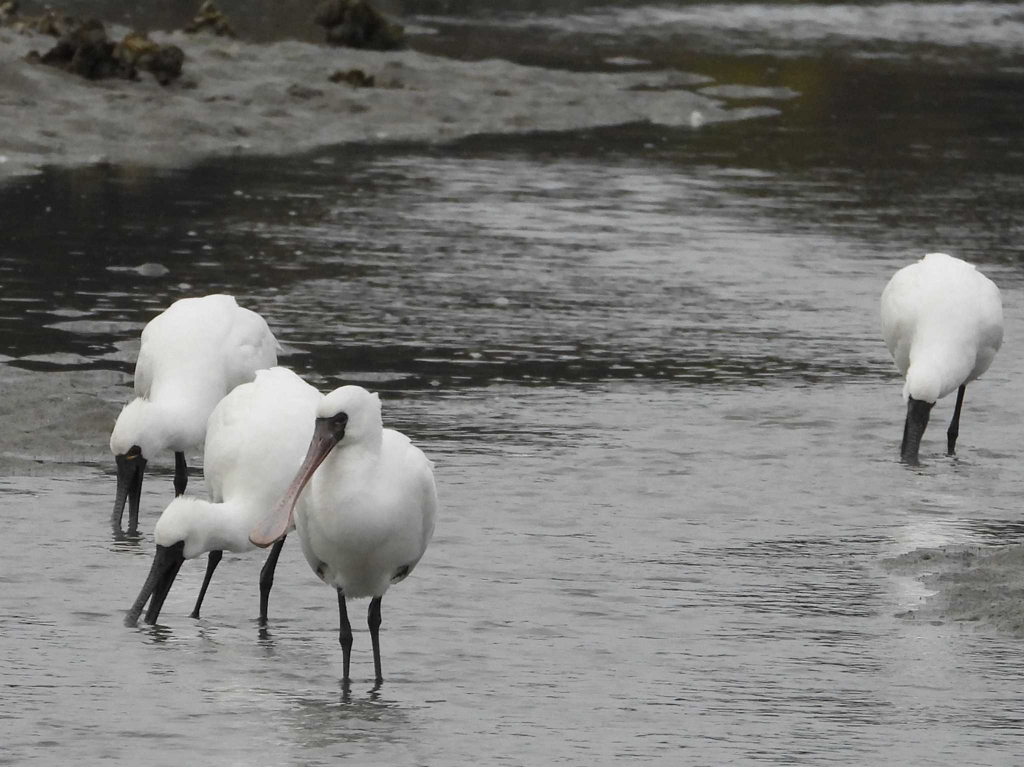 山口県立きらら浜自然観察公園 クロツラヘラサギの写真 by アカウント6488