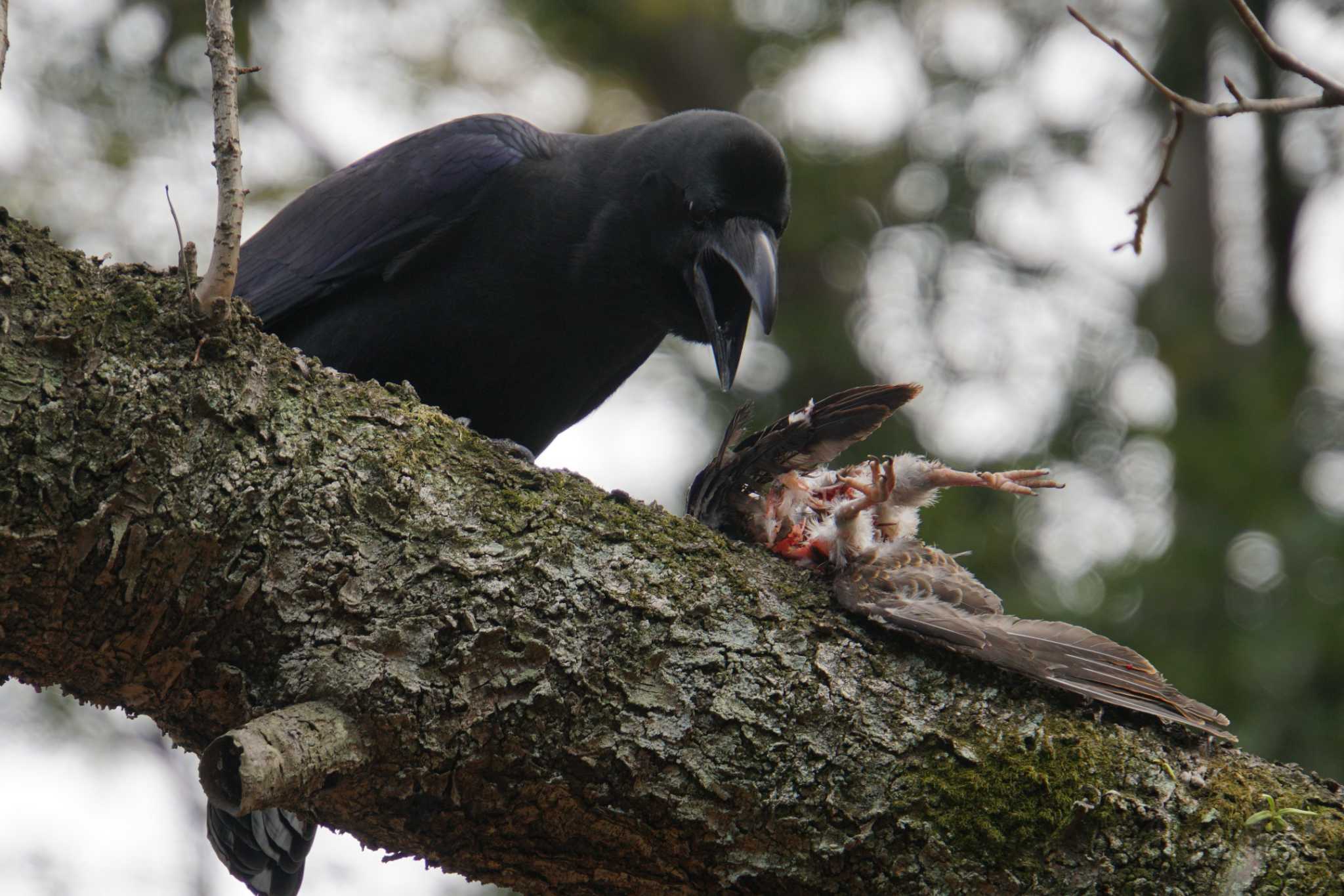 Photo of Large-billed Crow at 三渓園 by sinbesax