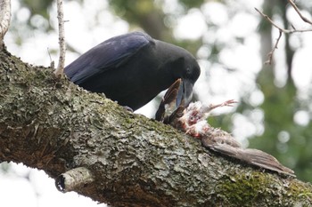 Large-billed Crow 三渓園 Sun, 12/5/2021