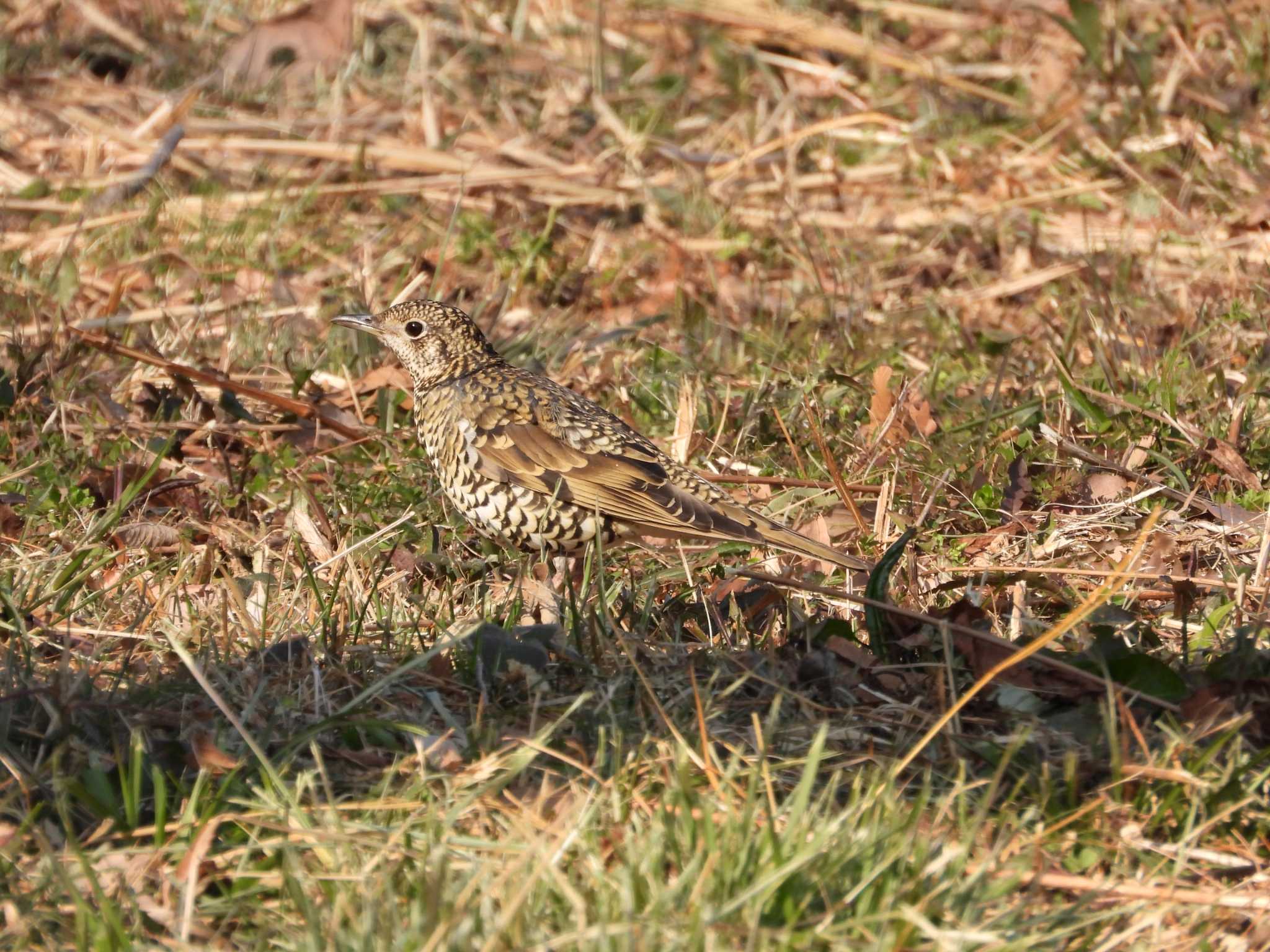 Photo of White's Thrush at 武蔵丘陵森林公園 by アカウント6488