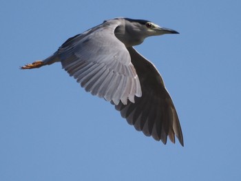 2023年2月12日(日) 白幡沼(さいたま市)の野鳥観察記録