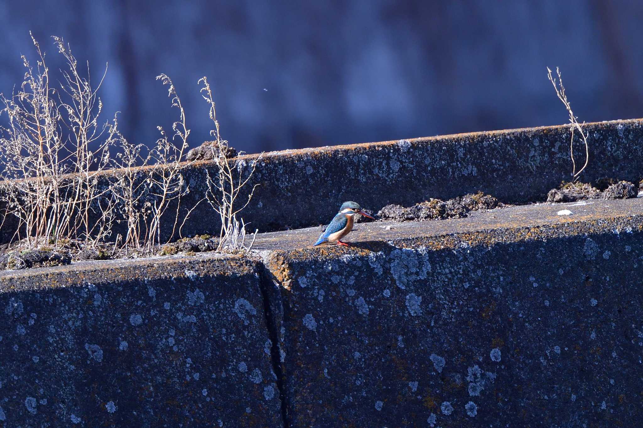 Common Kingfisher