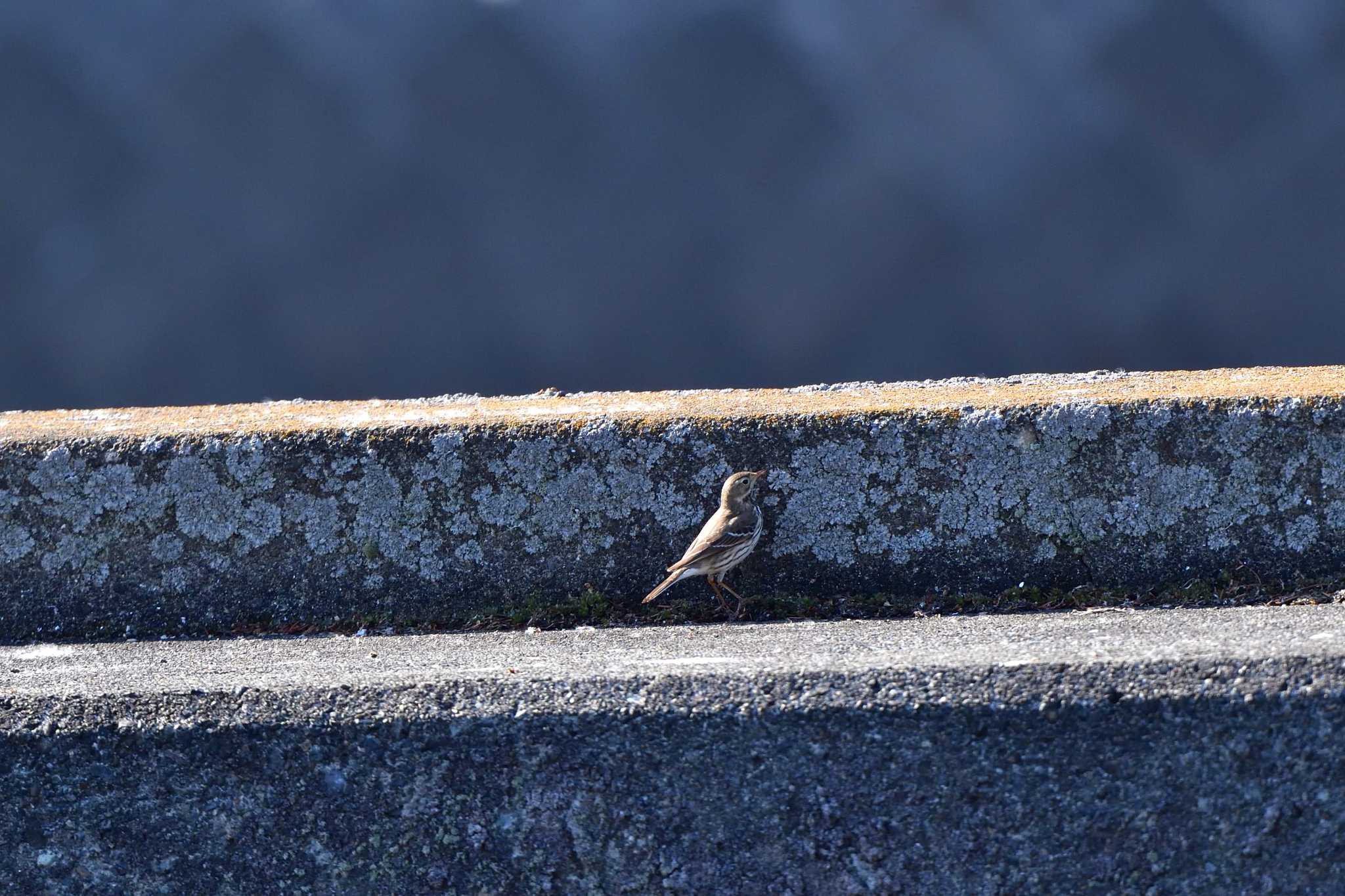 Water Pipit