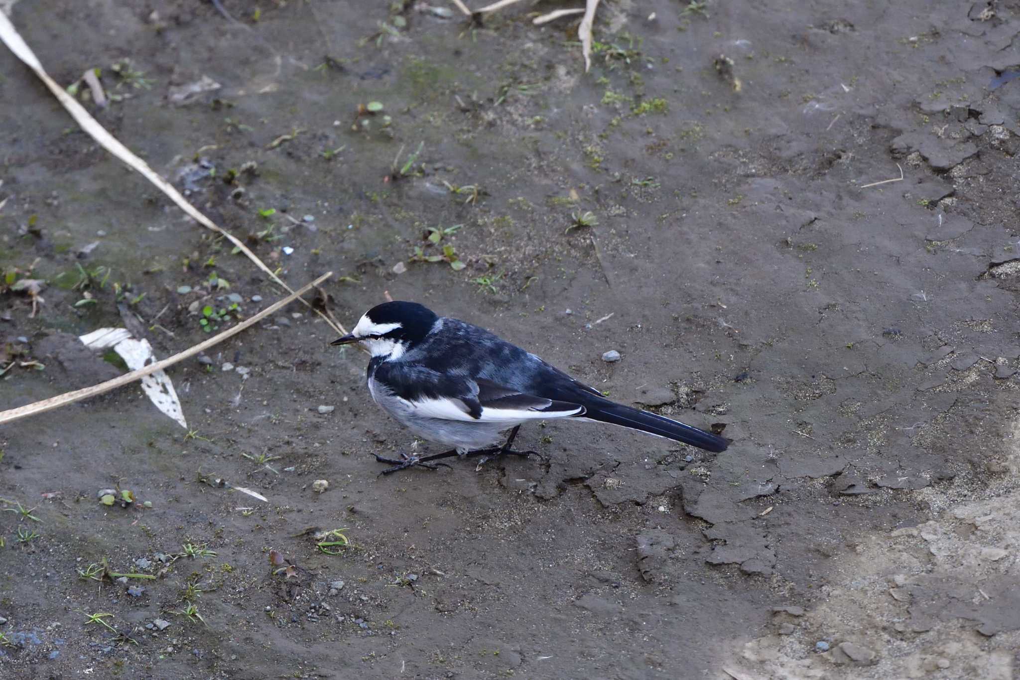 Japanese Wagtail