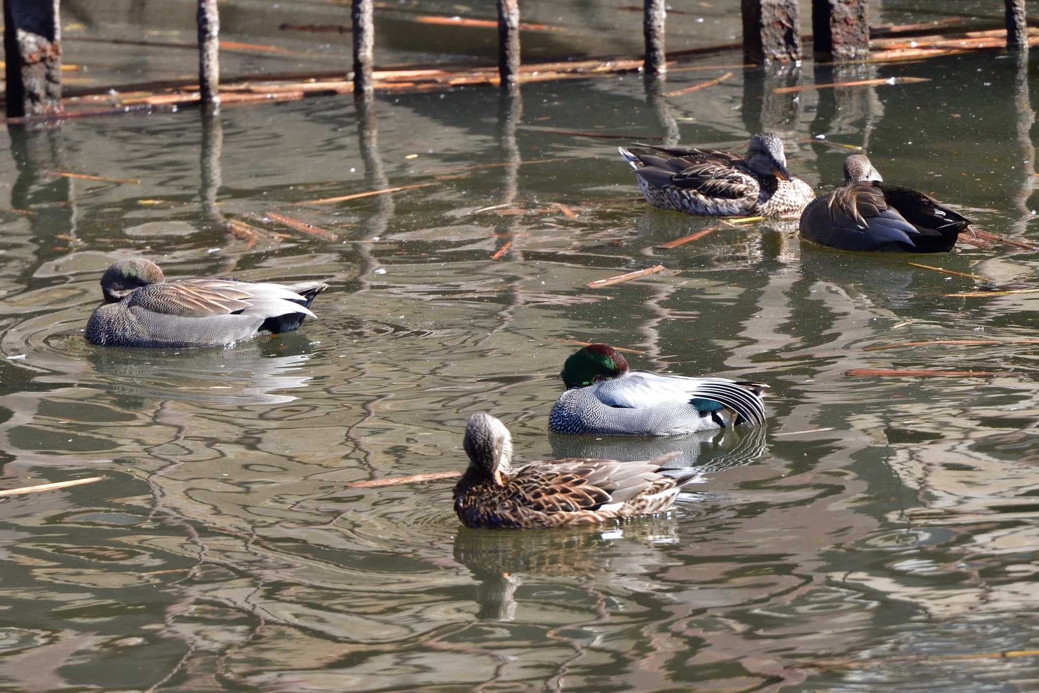 Falcated Duck