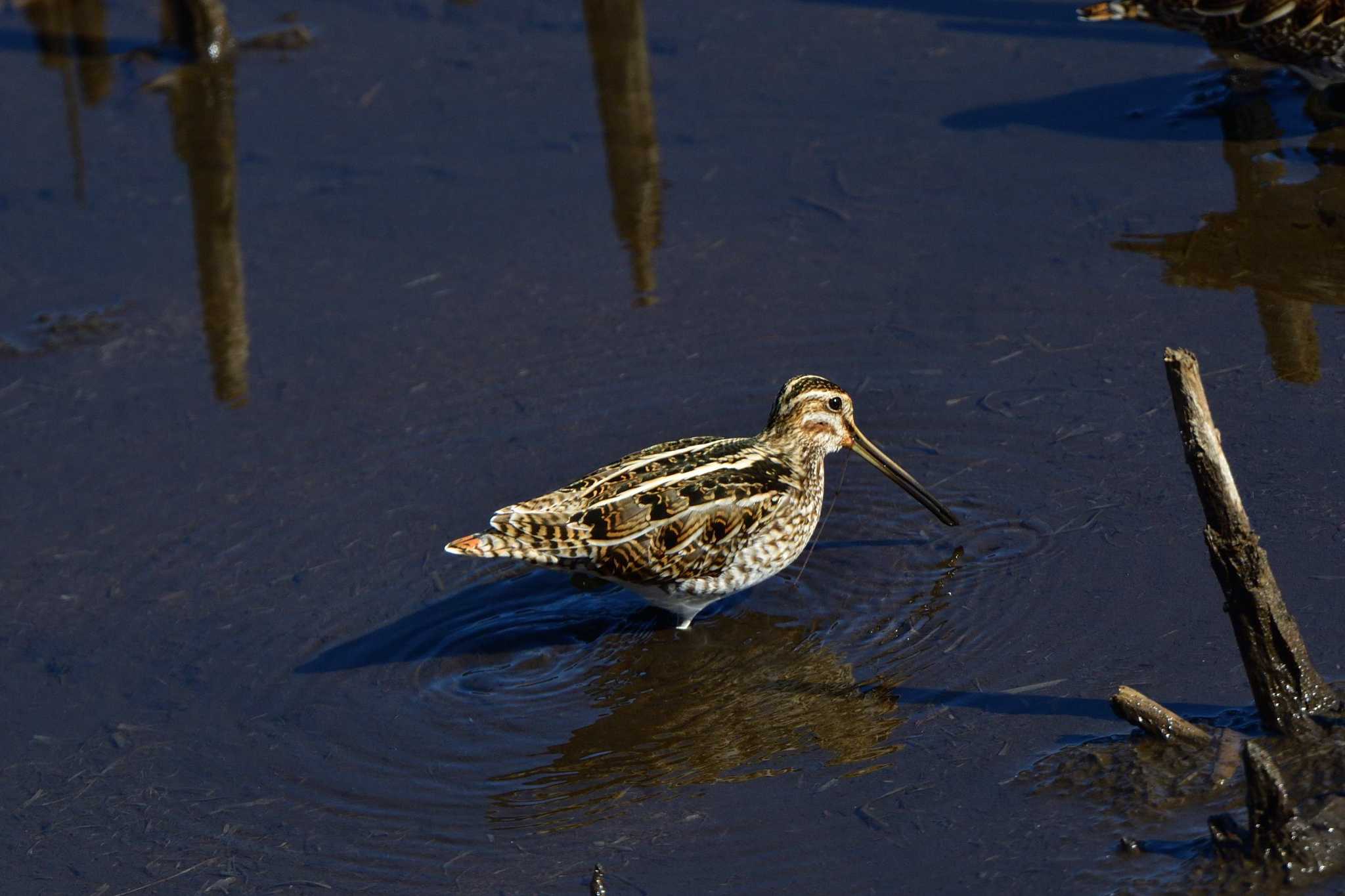 Common Snipe