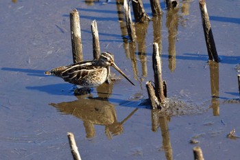 2023年2月11日(土) 金井遊水地(金井遊水池)の野鳥観察記録