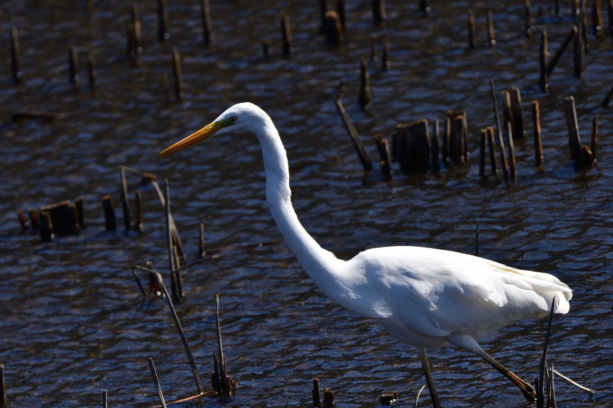 Great Egret