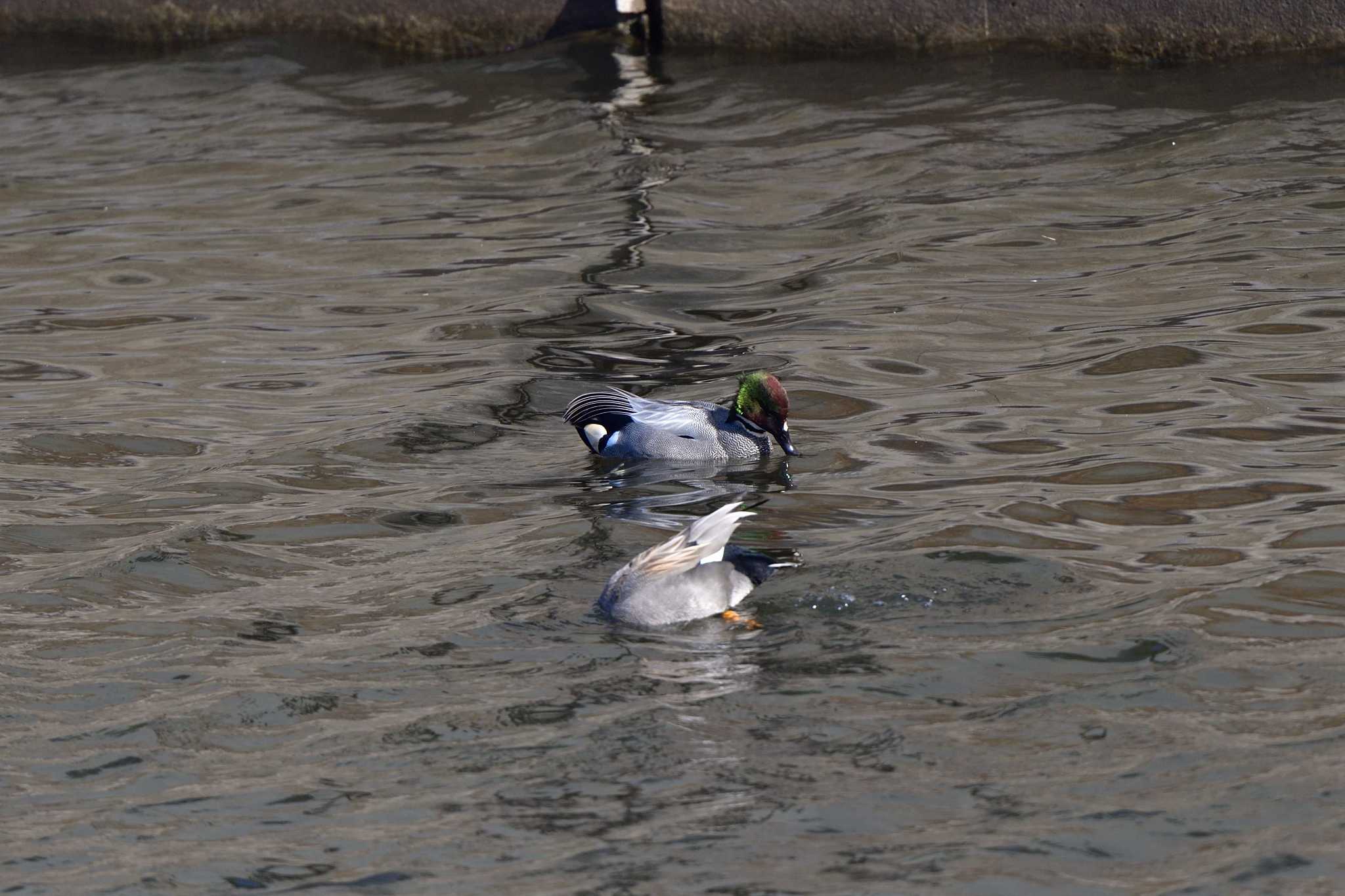 Falcated Duck