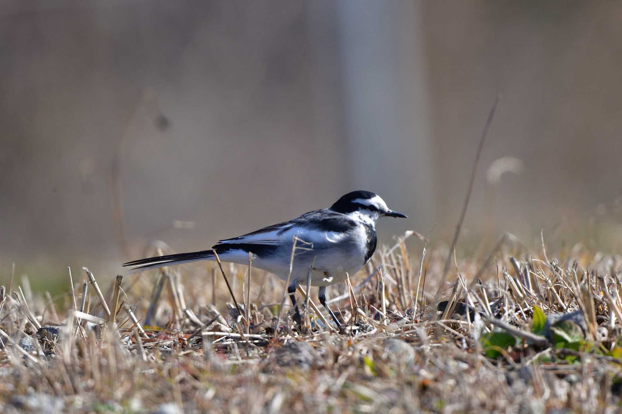 White Wagtail