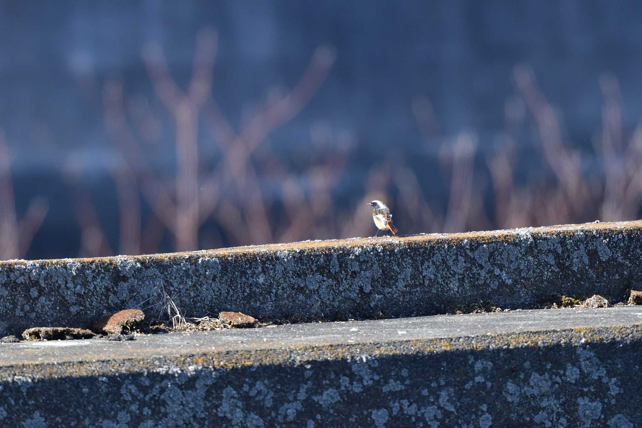 Daurian Redstart