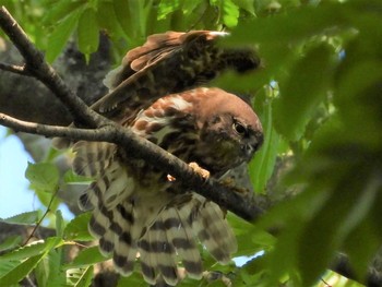 Tue, 7/26/2022 Birding report at 埼玉県廣瀬神社