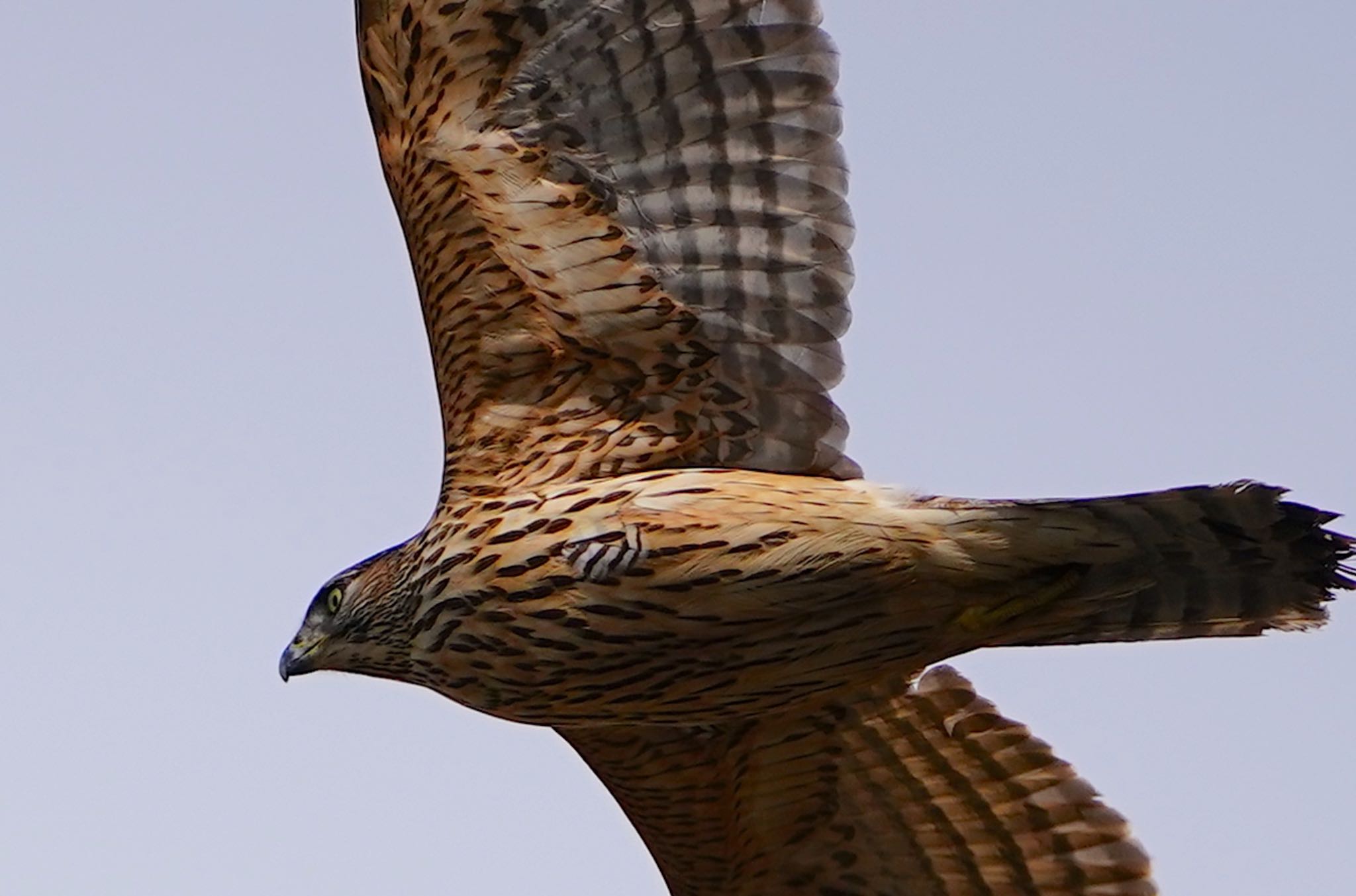 Photo of Eurasian Goshawk at 恩智川治水緑地 by アルキュオン