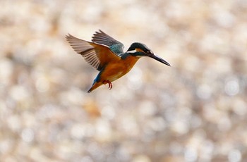 Common Kingfisher 恩智川治水緑地 Tue, 2/14/2023