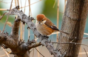 Bull-headed Shrike 恩智川治水緑地 Tue, 2/14/2023