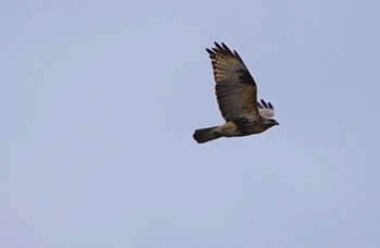 Eastern Buzzard 恩智川治水緑地 Tue, 2/14/2023