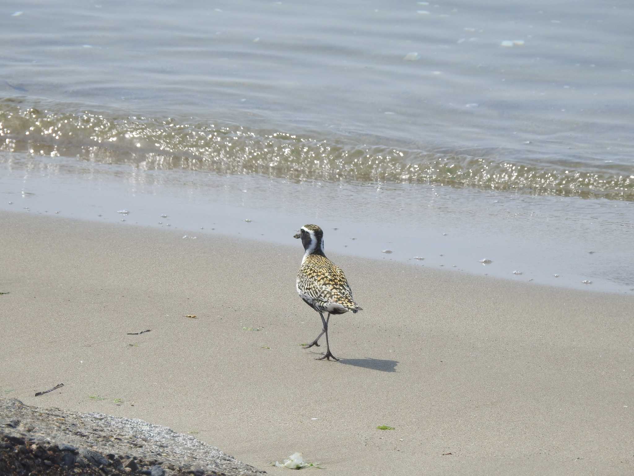 Pacific Golden Plover