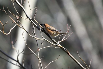 Bull-headed Shrike 八溝県民休養公園 Sat, 1/28/2023