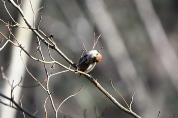 Bull-headed Shrike 八溝県民休養公園 Sat, 1/28/2023