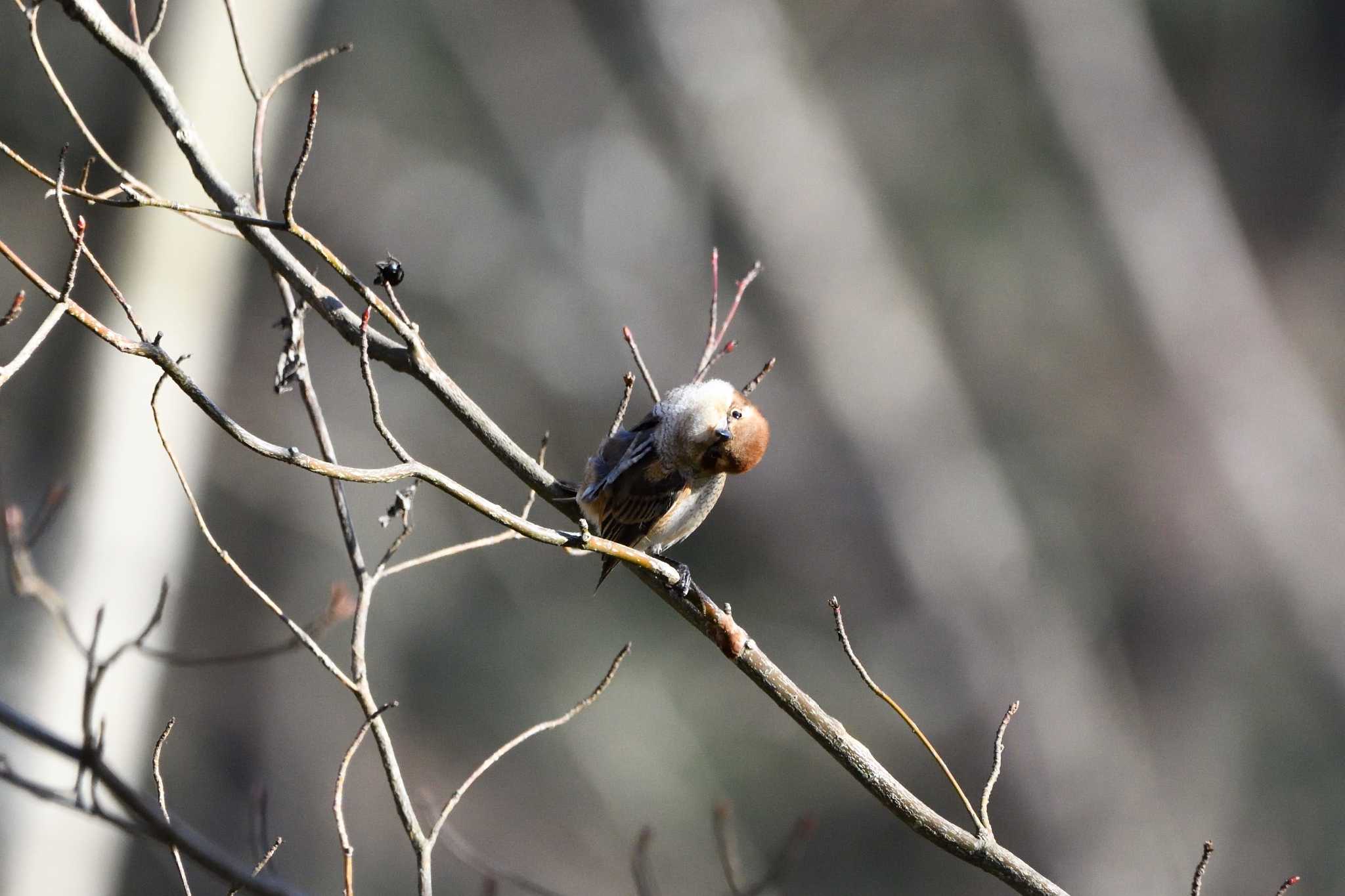 Bull-headed Shrike