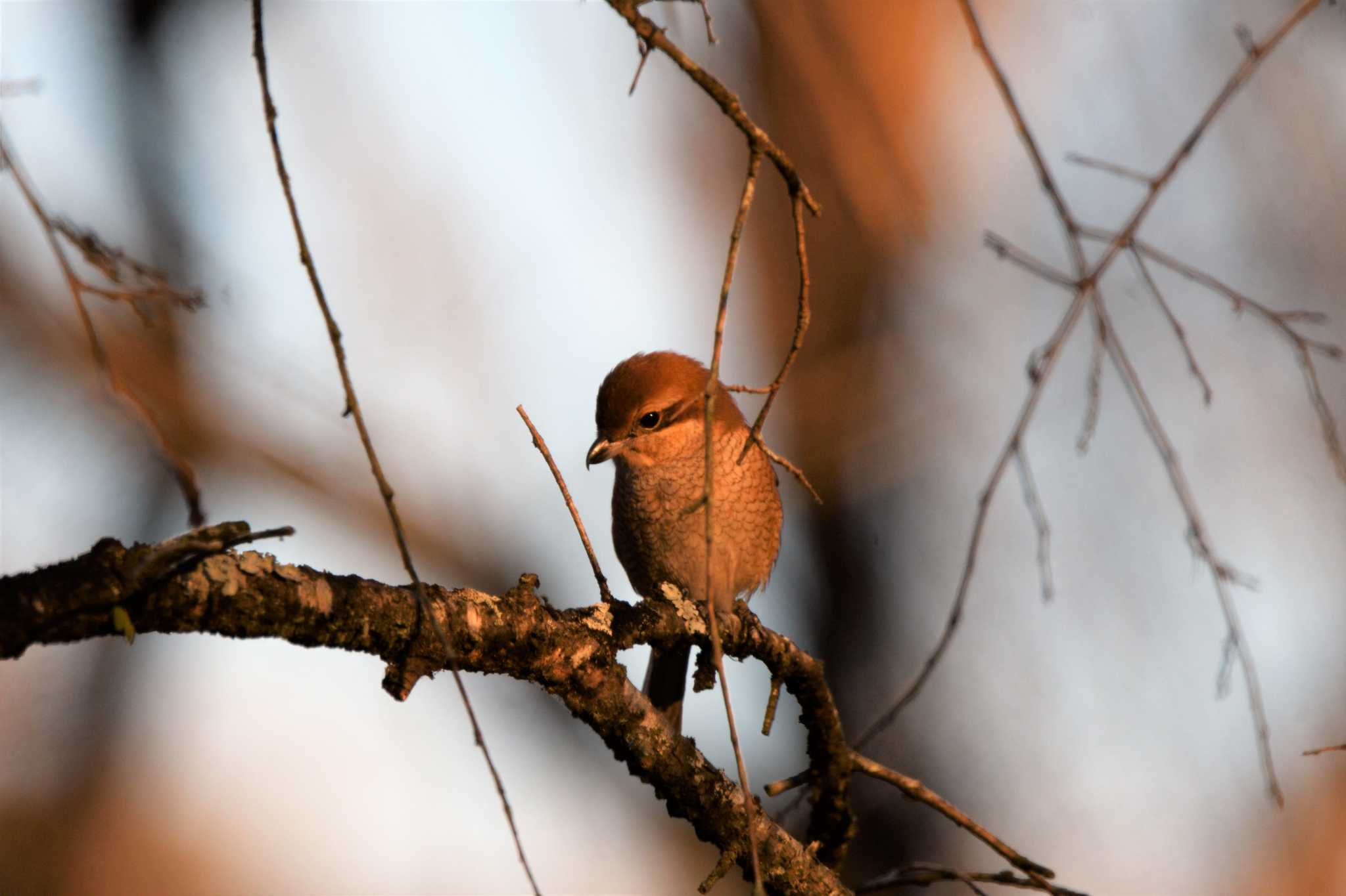 Bull-headed Shrike