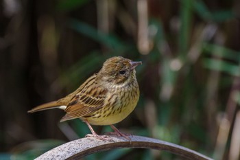 Masked Bunting Meiji Jingu(Meiji Shrine) Sun, 2/12/2023