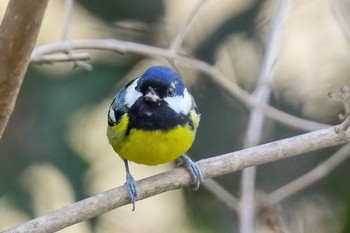 Yellow-bellied Tit 杉並区 Sun, 2/12/2023