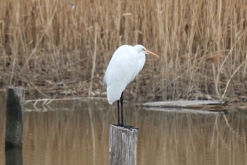 Great Egret Kasai Rinkai Park Sat, 12/31/2022