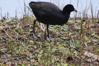 オオバン 葛西臨海公園 2022年12月31日(土)