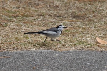 White Wagtail Kasai Rinkai Park Sat, 12/31/2022