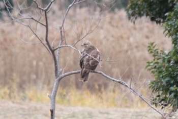 2022年12月31日(土) 葛西臨海公園の野鳥観察記録