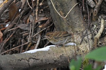 Grey Bunting 西油山(福岡市) Sun, 1/10/2021